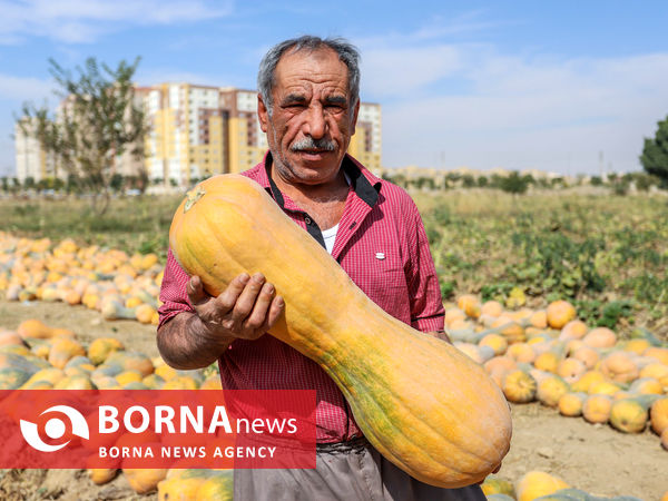 کدوی قنات