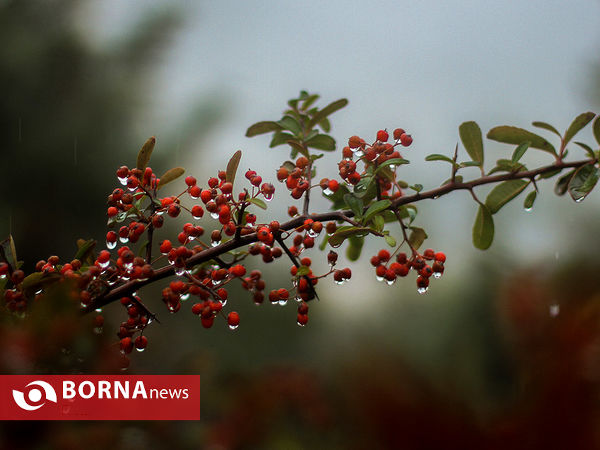 جمعه بارانی تهران