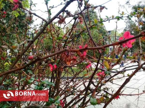 شکوفه های بهاری _ رشت