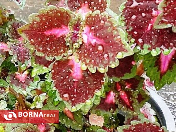 رویش گلهای بهاری