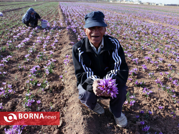 آغاز فصل برداشت طلای سرخ