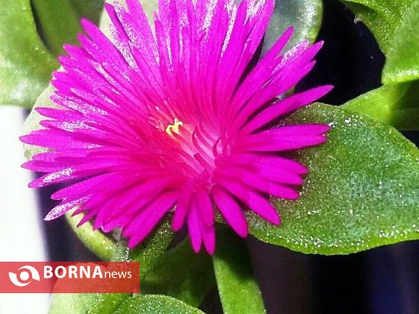 رویش گلهای بهاری