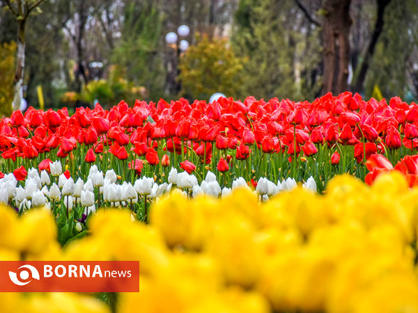 جشنواره گل‌های لاله