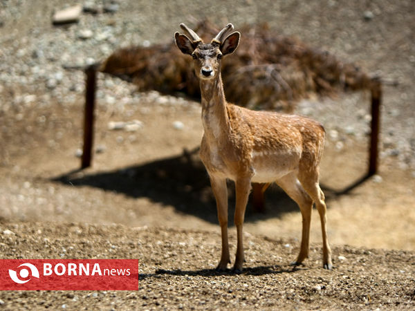 گوزن زرد ایرانی