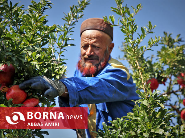 دقیقه 90 برداشت انار کوهمره سرخی