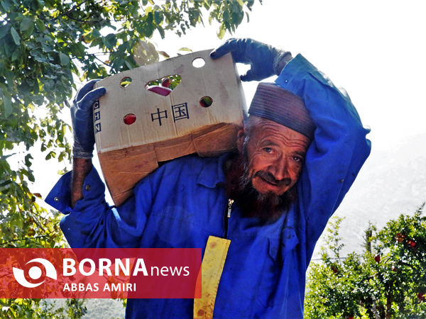 دقیقه 90 برداشت انار کوهمره سرخی