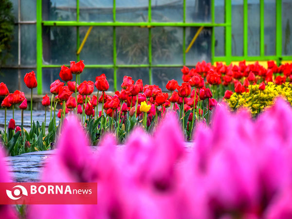 جشنواره گل‌های لاله