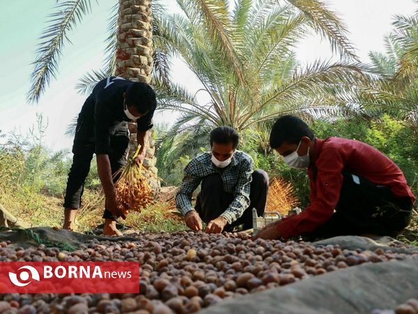 برداشت خارک و رطب روستای امام حسن(ع)