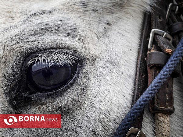 مسابقات چوگان بانوان جام وحدت