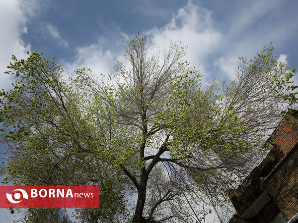 مناطق گردشگری تهران-محله شاپور