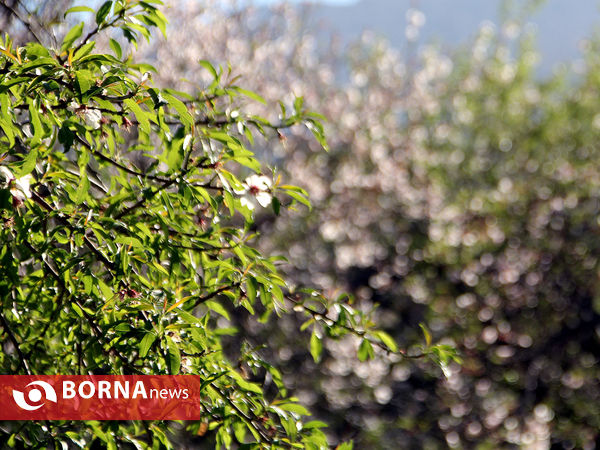 شکوفه‌های بهاری در شیراز