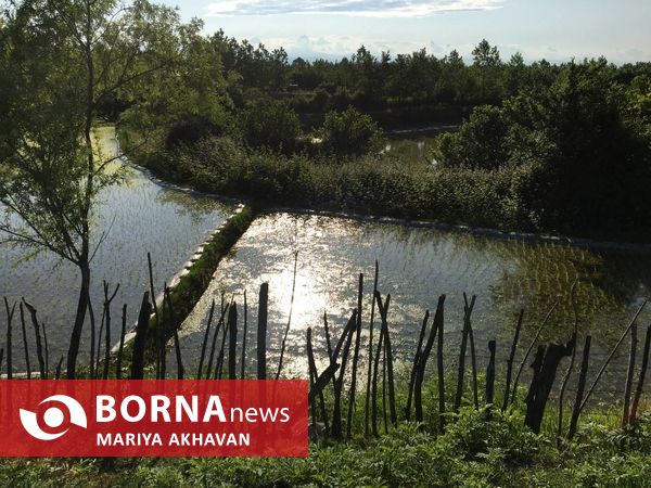 پسیخان رشت جاذبه طبیعی و گردشگری استان گیلان