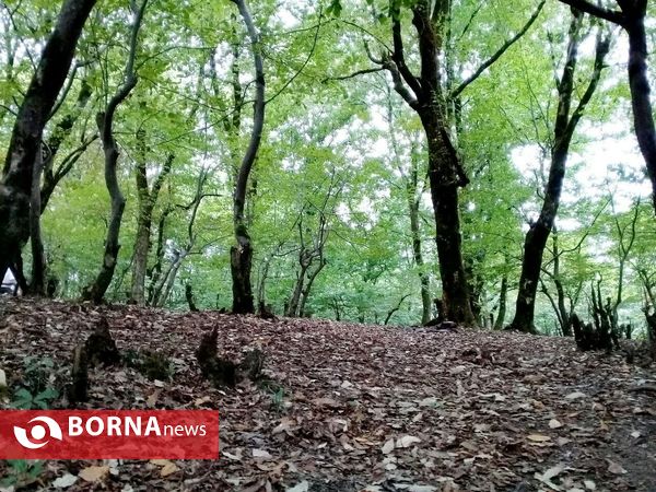 چشم اندازی از طبیعت گیلان _ شهریور 1400