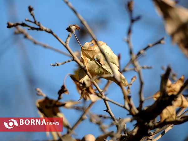 آخرین لحظات پاییزی