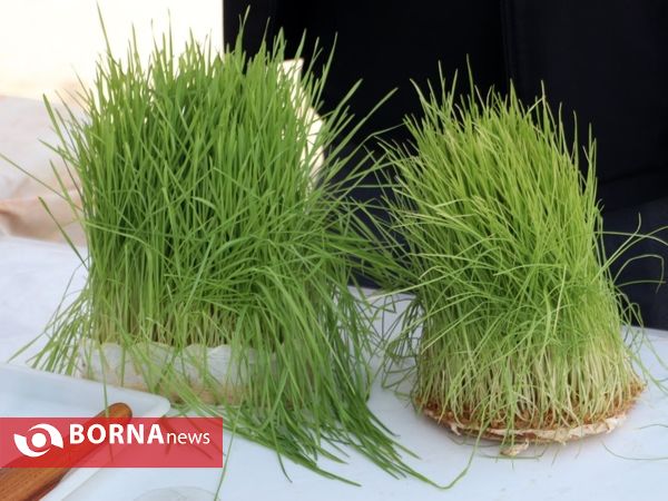 روز طبیعت در بندرانزلی