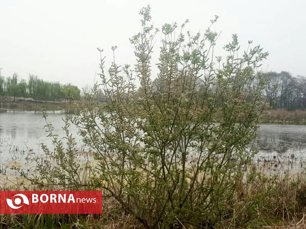 تالاب حاجی آباد لاهیجان