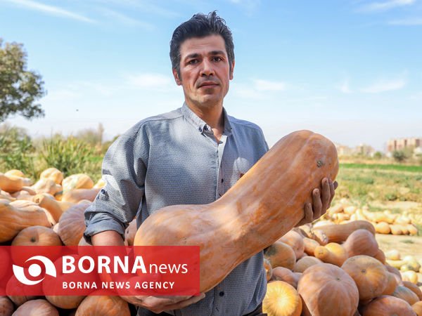 کدوی قنات