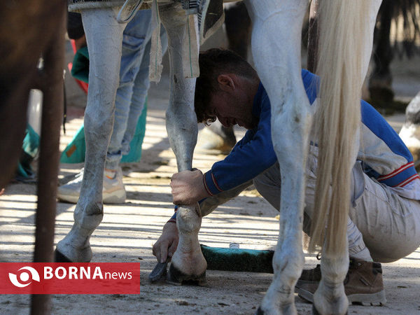 مسابقات پرش با اسب قهرمانی استان فارس