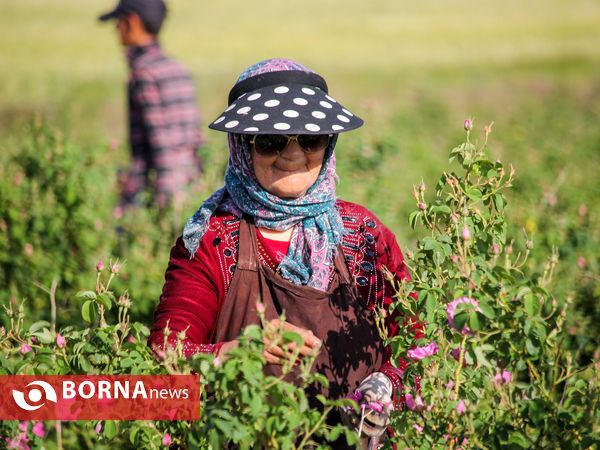 برداشت گل محمدی در شهر ساروق