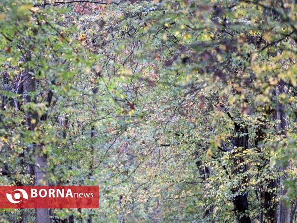 آخرین روز پاییز ۹۷ در استان گیلان
