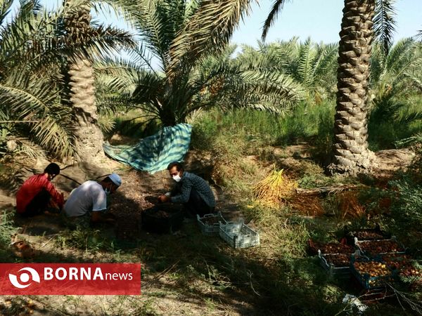 برداشت خارک و رطب روستای امام حسن(ع)