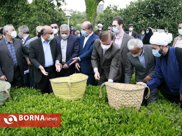 برداشت نخستین برگ چای در سال ۱۴۰۰