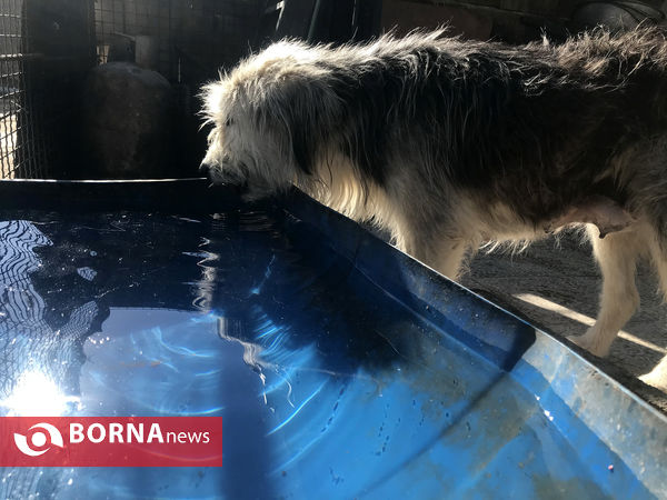 پناهگاه حیوانات در شیراز؛ جایی برای دوستی انسان و حیوان