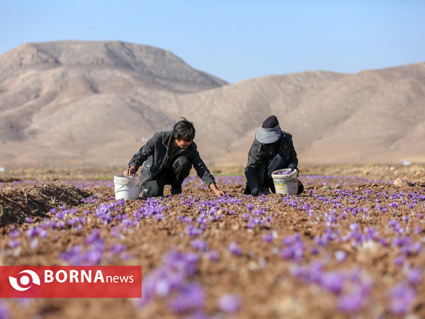 فصل برداشت طلای سرخ از مزارع زعفران تربت حیدریه