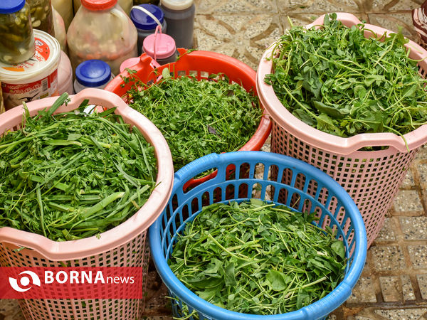 ماه منیر بانوی موفق کارآفرین