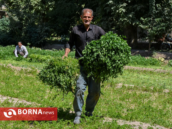 سبزی‌کاری سنتی در پایتخت صنعتی ایران