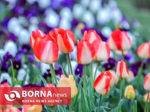 جشنواره گل‌های لاله در اراک