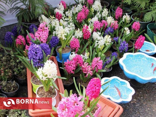 آغاز نمایشگاه گل های زینتی و آپارتمانی در شهرستان خوی