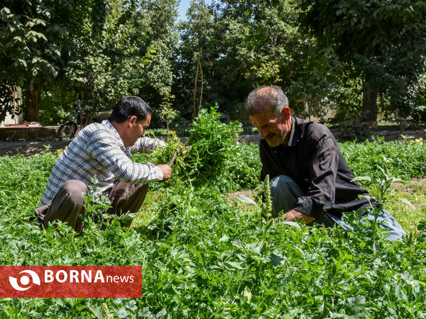 سبزی‌کاری سنتی در پایتخت صنعتی ایران