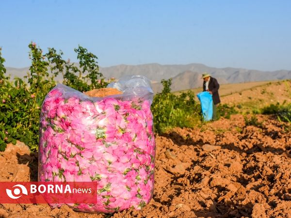 برداشت گل محمدی در دلیجان