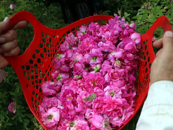 برداشت گل محمدی در روستای عنصرود