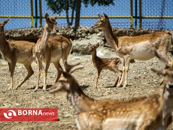 گوزن زرد ایرانی
