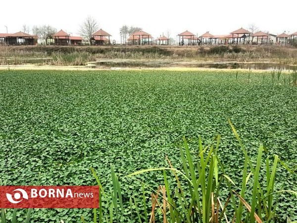 تالاب حاجی آباد لاهیجان