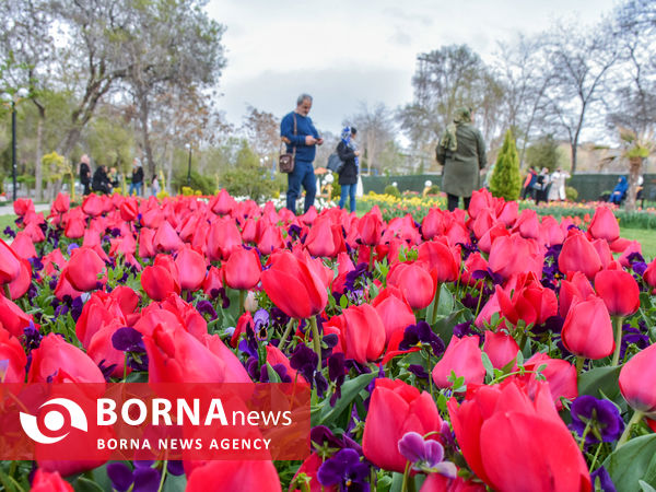 جشنواره گل‌های لاله در اراک
