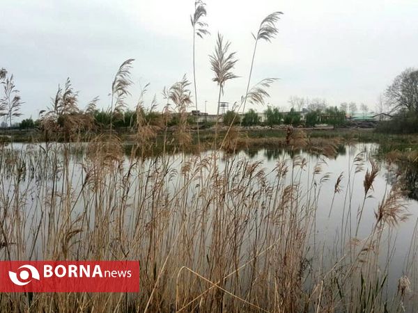 تالاب حاجی آباد لاهیجان