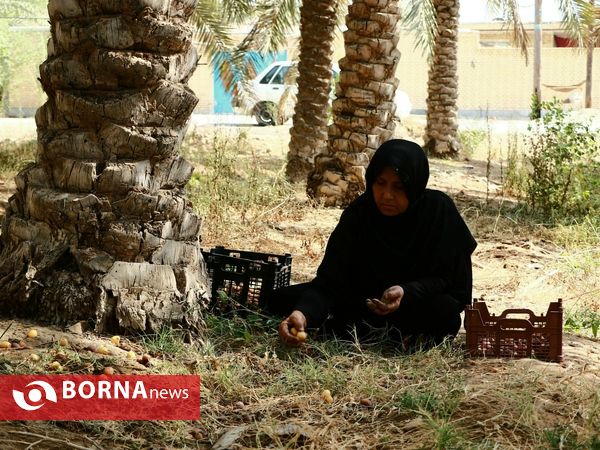 برداشت خارک و رطب روستای امام حسن(ع)