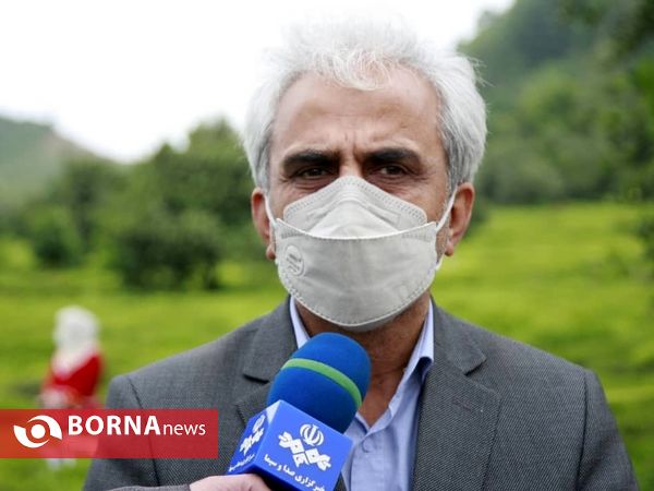 برداشت نخستین برگ چای در سال ۱۴۰۰