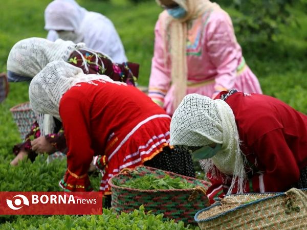 برداشت نخستین برگ چای در سال ۱۴۰۰