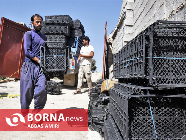 دقیقه 90 برداشت انار کوهمره سرخی