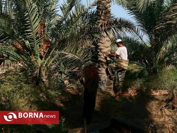 برداشت خارک و رطب روستای امام حسن(ع)