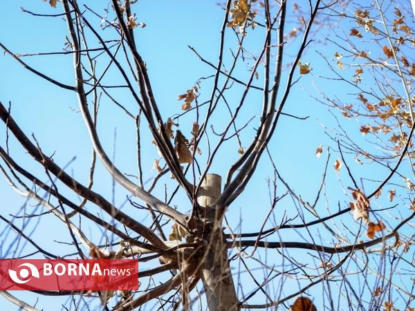 آخرین لحظات پاییزی