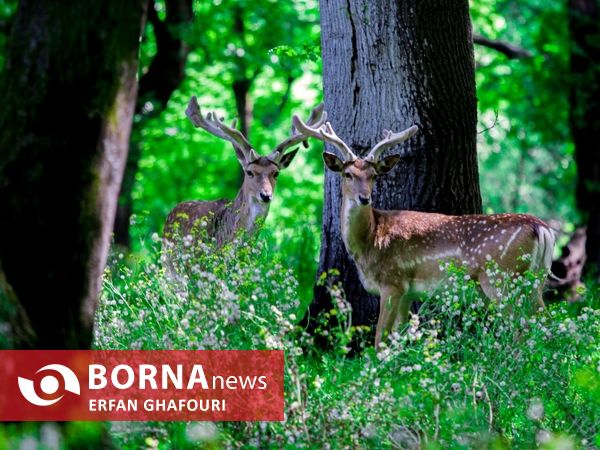 طبیعت زیبای شهرستان ساری