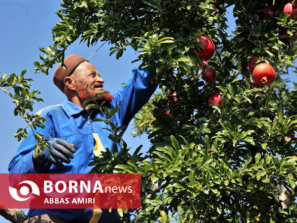 دقیقه 90 برداشت انار کوهمره سرخی