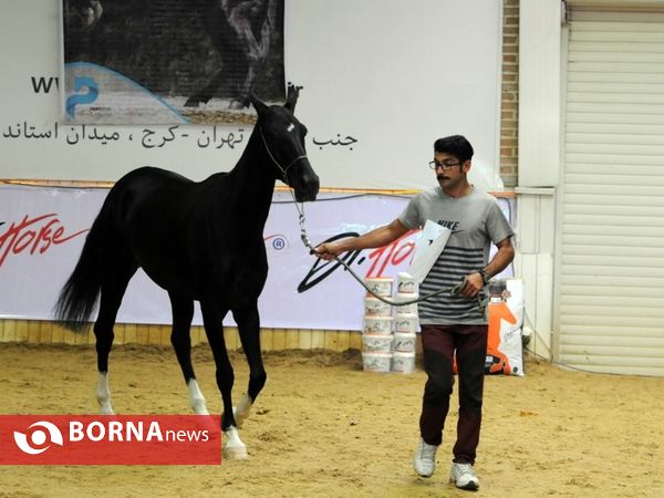 سومین جشنواره اسب اصیل ترکمن پایتخت