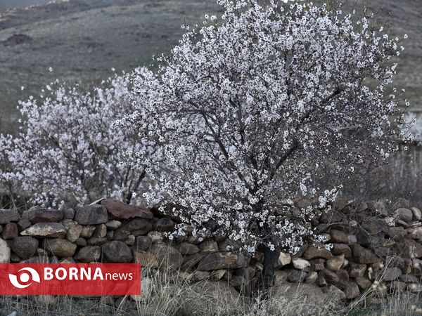 شکوفه های بهاری ارومیه