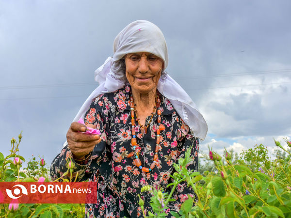 برداشت گل محمدی در شهر ساروق